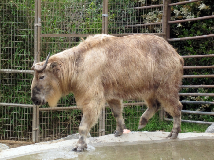 Chinese beast of burden